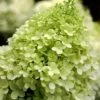Limelight PeeGee Hydrangea - 6 Pack Of 1 Gallon Pots -Plant Serie Store Hydrangea limelightf BS 2
