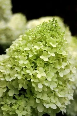 Limelight PeeGee Hydrangea - 7 Gallon Pot (3-4') -Plant Serie Store Hydrangea limelightf BS