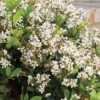 Spring Sonata Indian Hawthorne - 3 Gallon Pot -Plant Serie Store Indian Hawthorne Spring Sonata 500x750 1