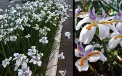 White African Iris - Fortnight Lily - Dietes Iridioides - 1 Gallon Pot -Plant Serie Store Iris African White 3