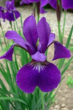 Caesar's Brother Siberian Iris - 1 Gallon Pot -Plant Serie Store Iris Caesars Brother 10
