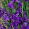 Caesar's Brother Siberian Iris - 1 Gallon Pot -Plant Serie Store Iris Caesars Brother 13