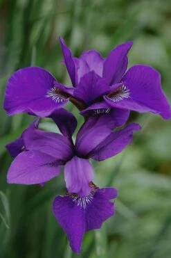 Caesar's Brother Siberian Iris - 1 Gallon Pot -Plant Serie Store Iris Caesars Brother 17