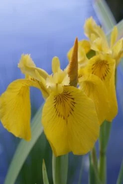 Yellow Flag Iris - 1 Gallon Pot 19 Yellow Flag Iris - 1 Gallon Pot -Plant Serie Store Iris Yellow Flag 2