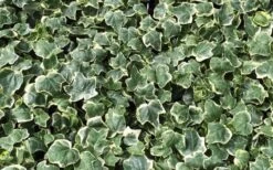 Anne Marie White Variegated Ivy (Hedera Helix) - 6 Pack Of 2.5" Pots 11 Anne Marie White Variegated Ivy (Hedera Helix) - 6 Pack Of 2.5" Pots -Plant Serie Store Ivy Anne Marie 1