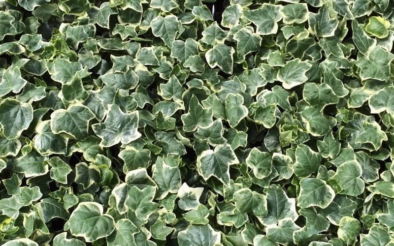 Anne Marie White Variegated Ivy (Hedera Helix) - 6 Pack Of 2.5" Pots 7 Anne Marie White Variegated Ivy (Hedera Helix) - 6 Pack Of 2.5" Pots - Image 5