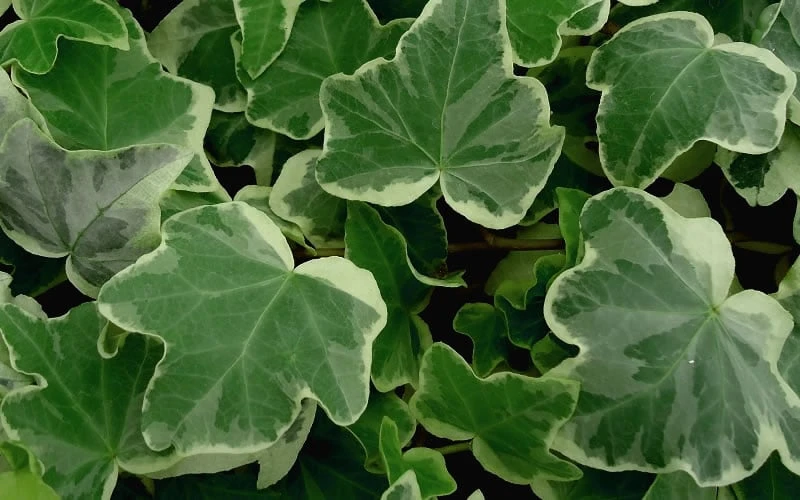 Anne Marie White Variegated Ivy (Hedera Helix) - 6 Pack Of 2.5" Pots 6 Anne Marie White Variegated Ivy (Hedera Helix) - 6 Pack Of 2.5" Pots - Image 4