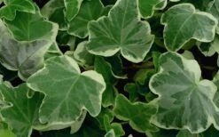 Anne Marie White Variegated Ivy (Hedera Helix) - 5 Pack Of Pint Pots -Plant Serie Store Ivy Anne Marie 50