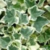 Anne Marie White Variegated Ivy (Hedera Helix) - 5 Pack Of Pint Pots -Plant Serie Store Ivy Anne Marie 500x750 1