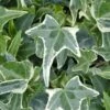 Variegated Needlepoint Ivy (Hedera Helix) - 10 Pack Of Pint Pots -Plant Serie Store Ivy Variegated Needlepoint