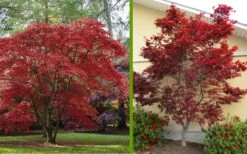 Emperor 1 Japanese Maple - 3 Gallon Pot 12 Emperor 1 Japanese Maple - 3 Gallon Pot -Plant Serie Store Japanese Maple 2