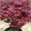 Red Japanese Maple - Acer Palmatum 'Atropurpureum' - 1 Gallon Pot -Plant Serie Store Japanese Maple Atropurpureum 1