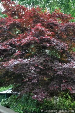 Red Japanese Maple - Acer Palmatum 'Atropurpureum' - 1 Gallon Pot -Plant Serie Store Japanese Maple Atropurpureum 2