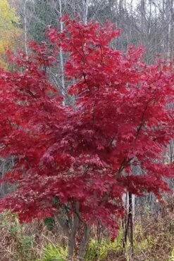 Red Japanese Maple - Acer Palmatum 'Atropurpureum' - 1 Gallon Pot -Plant Serie Store Japanese Maple Atropurpureum 3