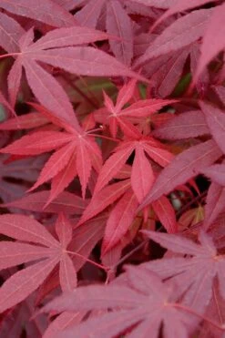 Red Japanese Maple - Acer Palmatum 'Atropurpureum' - 1 Gallon Pot -Plant Serie Store Japanese Maple Atropurpureum 4