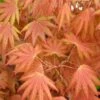 Autumn Moon Japanese Maple - 3 Gallon Pot (2.5 To 3.5') -Plant Serie Store Japanese Maple Autumn Moon 2 1