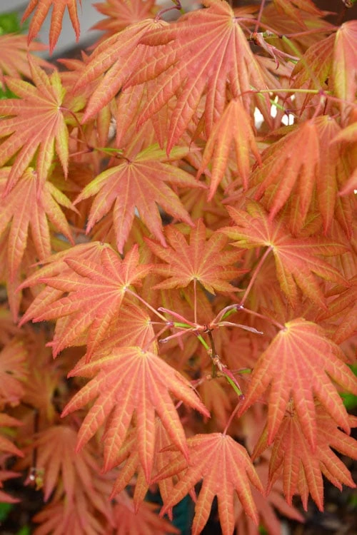 Autumn Moon Japanese Maple - 2 Gallon Pot 3 Autumn Moon Japanese Maple - 2 Gallon Pot