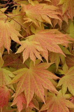 Autumn Moon Japanese Maple - 3 Gallon Pot (2.5 To 3.5') -Plant Serie Store Japanese Maple Autumn Moon 3 1