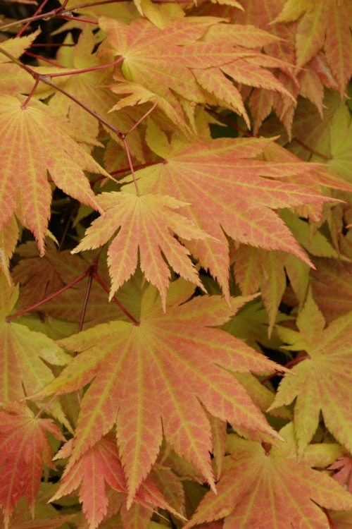 Autumn Moon Japanese Maple - 2 Gallon Pot 6 Autumn Moon Japanese Maple - 2 Gallon Pot - Image 4