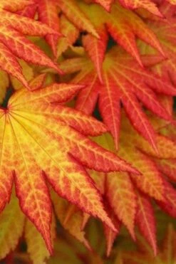 Autumn Moon Japanese Maple - 3 Gallon Pot (2.5 To 3.5') -Plant Serie Store Japanese Maple Autumn Moon 4 1