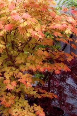 Autumn Moon Japanese Maple - 2 Gallon Pot 15 Autumn Moon Japanese Maple - 2 Gallon Pot -Plant Serie Store Japanese Maple Autumn Moon 7