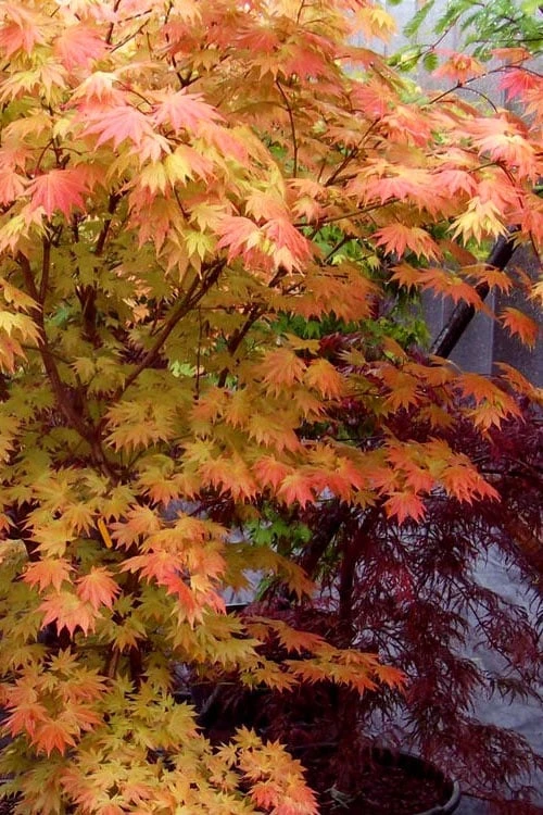 Autumn Moon Japanese Maple - 2 Gallon Pot 9 Autumn Moon Japanese Maple - 2 Gallon Pot - Image 7