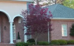 Bloodgood Red Leaf Japanese Maple - 2 Gallon Pot -Plant Serie Store Japanese Maple Bloodgood 2