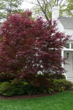 Bloodgood Red Leaf Japanese Maple - 5 Gallon Pot (2-3') 12 Bloodgood Red Leaf Japanese Maple - 5 Gallon Pot (2-3') -Plant Serie Store Japanese Maple Boodgood 20