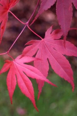 Bloodgood Red Leaf Japanese Maple - 5 Gallon Pot (2-3') 15 Bloodgood Red Leaf Japanese Maple - 5 Gallon Pot (2-3') -Plant Serie Store Japanese Maple Boodgood 22