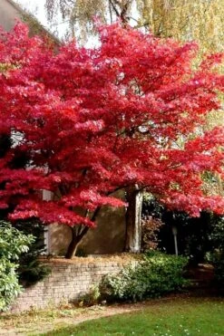 Bloodgood Red Leaf Japanese Maple - 5 Gallon Pot (2-3') 14 Bloodgood Red Leaf Japanese Maple - 5 Gallon Pot (2-3') -Plant Serie Store Japanese Maple Boodgood 23