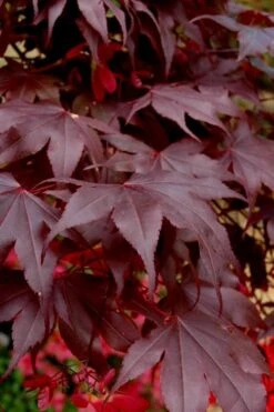 Bloodgood Red Leaf Japanese Maple - 5 Gallon Pot (2-3') 13 Bloodgood Red Leaf Japanese Maple - 5 Gallon Pot (2-3') -Plant Serie Store Japanese Maple Boodgood 24