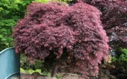 Crimson Queen Dwarf Japanese Maple - 1 Gallon Pot 15 Crimson Queen Dwarf Japanese Maple - 1 Gallon Pot -Plant Serie Store Japanese Maple Crimson Queen 22 2