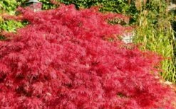 Crimson Queen Dwarf Japanese Maple - 2 Gallon Pot -Plant Serie Store Japanese Maple Crimson Queen 51 3