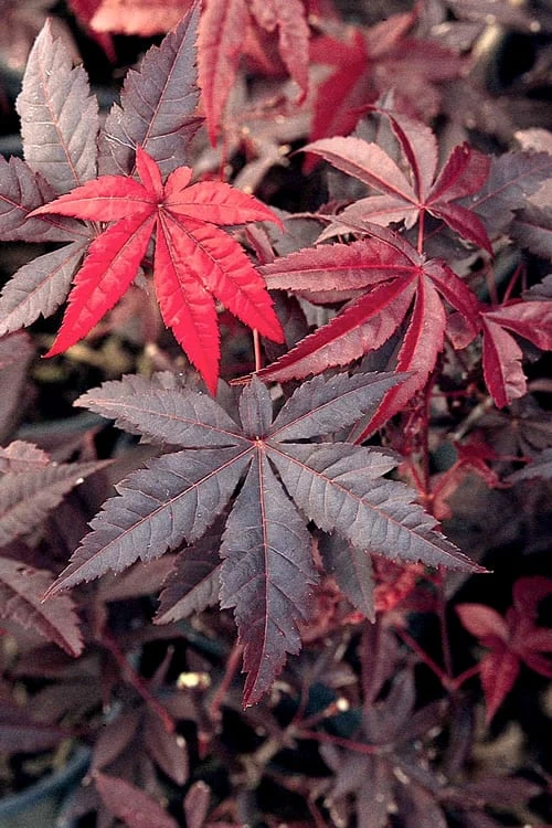 Emperor 1 Japanese Maple - 3 Gallon Pot 6 Emperor 1 Japanese Maple - 3 Gallon Pot - Image 4