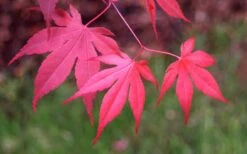 Bloodgood Red Leaf Japanese Maple - 2 Gallon Pot -Plant Serie Store Japanese Maple Fall Color