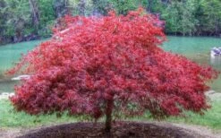 Firefall Lace Leaf Japanese Maple - 1 Gallon Pot -Plant Serie Store Japanese Maple Firefall 1