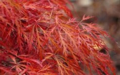 Firefall Lace Leaf Japanese Maple - 1 Gallon Pot -Plant Serie Store Japanese Maple Firefall 2