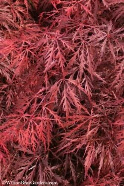 Firefall Lace Leaf Japanese Maple - 1 Gallon Pot -Plant Serie Store Japanese Maple Firefall 3