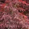 Firefall Lace Leaf Japanese Maple - 1 Gallon Pot -Plant Serie Store Japanese Maple Firefall 4