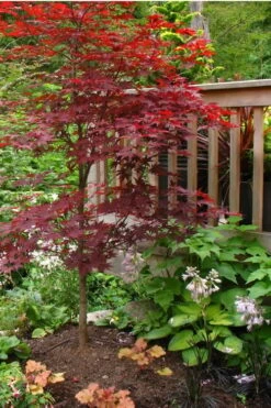 Fireglow Red Leaf Japanese Maple - 5 Gallon Pot (4.5-5.5') -Plant Serie Store Japanese Maple Fireglow 500x750 1