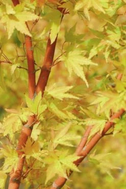 Japanese Sunrise Japanese Maple - 3 Gallon Pot -Plant Serie Store Japanese Maple Japanese Sunrise Bark 500x700 1