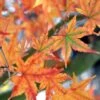 Japanese Sunrise Japanese Maple - 3 Gallon Pot