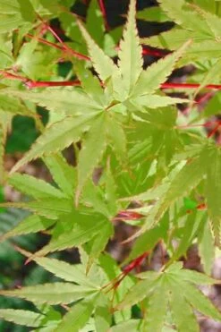 Japanese Sunrise Japanese Maple - 3 Gallon Pot -Plant Serie Store Japanese Maple Japanese Sunrise Spring 500x700 1