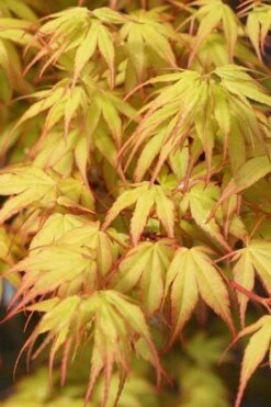 Katsura Japanese Maple - 3 Gallon Pot 12 Katsura Japanese Maple - 3 Gallon Pot -Plant Serie Store Japanese Maple Katsura 1