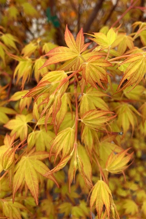 Katsura Japanese Maple - 3 Gallon Pot 8 Katsura Japanese Maple - 3 Gallon Pot - Image 6