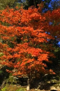 Katsura Japanese Maple - 3 Gallon Pot 11 Katsura Japanese Maple - 3 Gallon Pot -Plant Serie Store Japanese Maple Katsura 5