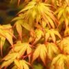 Katsura Japanese Maple - 3 Gallon Pot -Plant Serie Store Japanese Maple Katsura 7