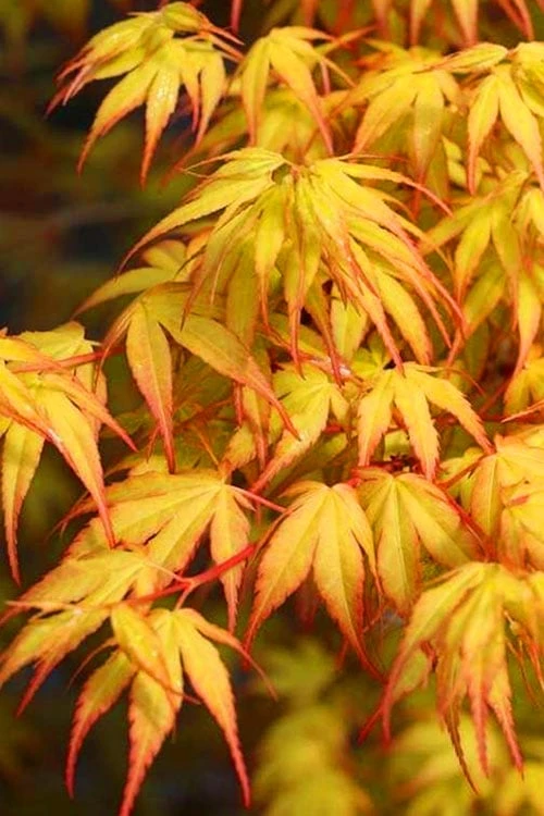 Katsura Japanese Maple - 3 Gallon Pot 3 Katsura Japanese Maple - 3 Gallon Pot