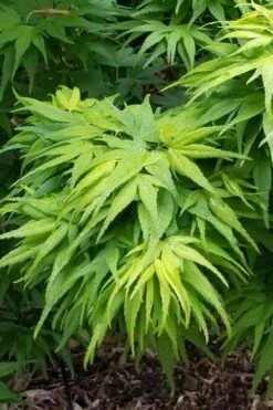 Mikawa Yatsubusa Japanese Maple - 1 Gallon Pot