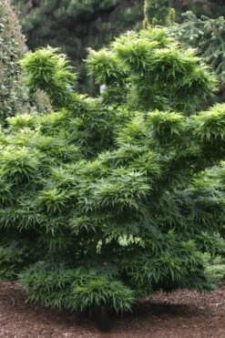 Mikawa Yatsubusa Japanese Maple - 5 Gallon Pot -Plant Serie Store Japanese Maple Mikawa Yatsubusa 8